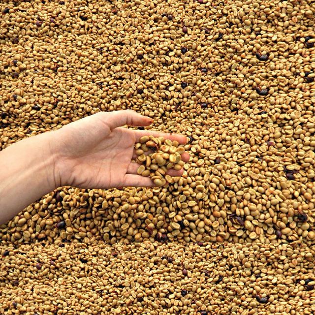 Green Robusta Coffee Beans Semi Washed Processing S16/18 Green Robusta Coffee with 24 months shelf life from Vietnam – product photo 5, product detail gallery