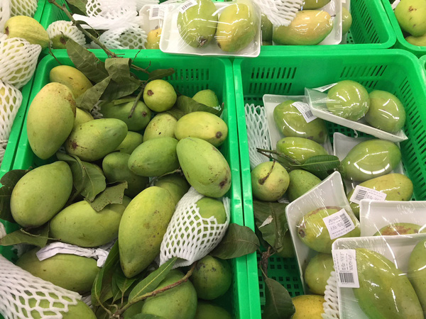 HOT SALES - Fresh CATCHU Mango from Vietnam for export with best price and high quality - Image 4