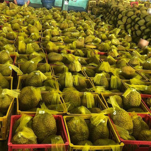 Fresh Durian with high quality and good price from Vietnam (Ho Chi Minh port) - Image 4
