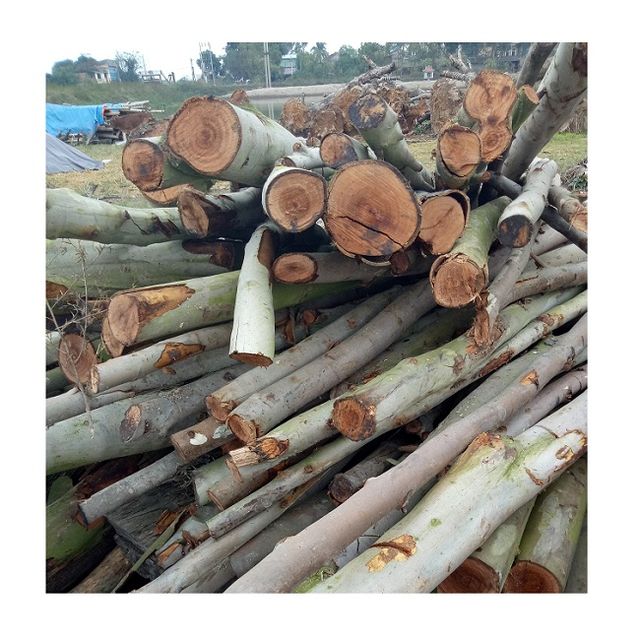 Wholesale Hardwood Eucalyptus Wood Logs and Timber Cheap Price from Natural Forest - Image 5