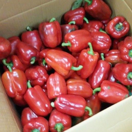 Capsicum/Fresh Red Bell pepper from Vietnam to the best price - VietGAP and GlobalGAP standards in agricultural production - Image 4