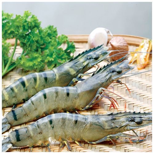 Best Quality Frozen Fresh Shrimp Black Tiger Prawn from VietNam - Image 4
