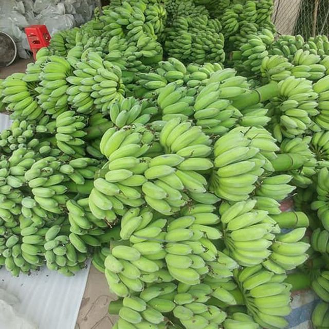 Fresh Green Banana from Vietnam / High quality Banana fruit for wholesale / Good Price (Ho Chi Minh Port) - Image 5