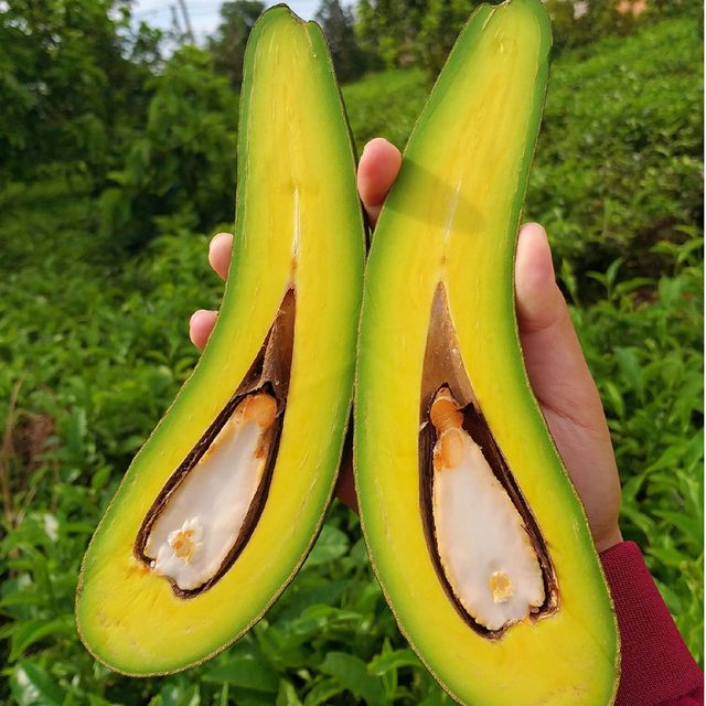 Fresh Avocado Fruit from Vietnam / Good Price Avocado fruit for wholesale (Ho Chi Minh Port) - Image 4