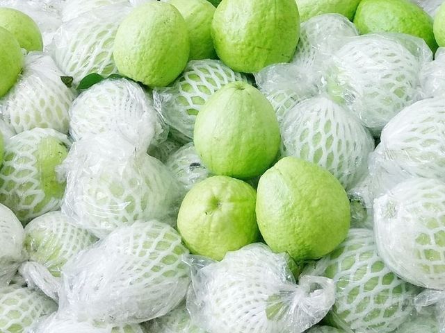 Vietnamese Guava export is widely grown in many regions, is a fruit with many nutritional benefits, with high vitamin C content. - Image 4