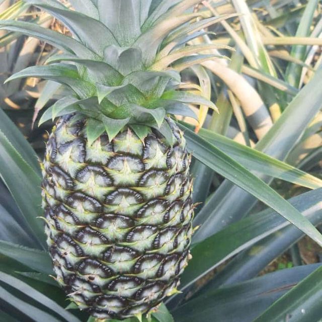 Pineapple guaranteed Fresh and Sweet from VietNam / Packaged carefully / Quick response (Ho Chi Minh Port) - Image 3