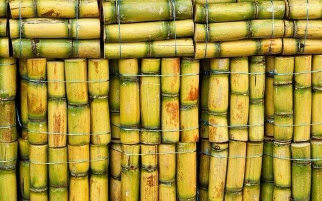IQF - Frozen Sugarcane Stick - Factory Direct Sales - Frozen Fruits and Vegetables in bulk - Image 3