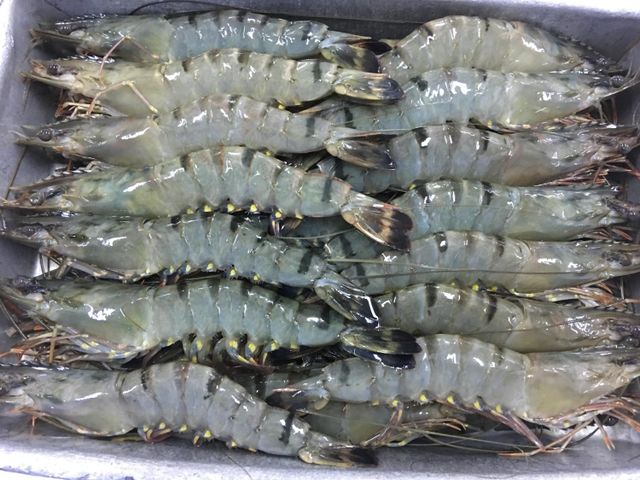 Wholesale Frozen HOSO Black Tiger Shrimp iqf block packing 1.3 kg/tray EU standard - fresh udang tiger prawn head on shell on - Image 3