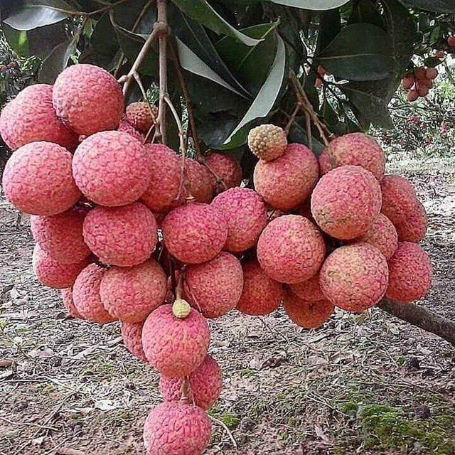 vietnamese fresh litchis with standard quality, good for health and the cheapest price shipping to EU, US, ASIA and other market - Image 4