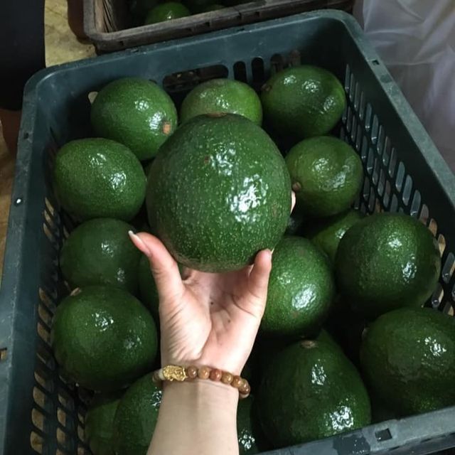 Fresh Booth Avocados, 034 Avocado from Vietnam - Best Price - High quality - Exported to the US, EU and other markets - Image 3
