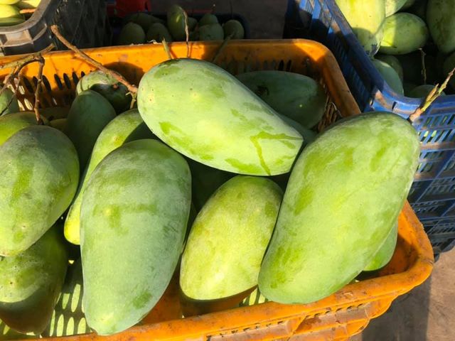 HOT SALES - Fresh CATCHU Mango from Vietnam for export with best price and high quality - Image 5