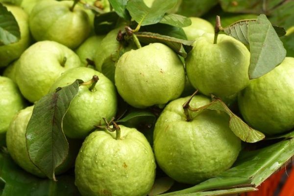 Guava Exports from Vietnam have many nutrients, with high vitamin C content, and are exported to US, ASIA and orther markets. – product photo 5, product detail gallery