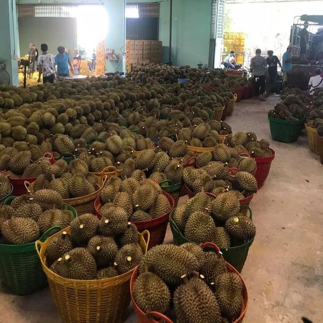 FRESH DURIAN RI6 MONTHONG EXPORT WHOLESALE FROM VIETNAM HIGH QUALITY SUPPLIER FOR US, EU MARKET – product photo 5, product detail gallery