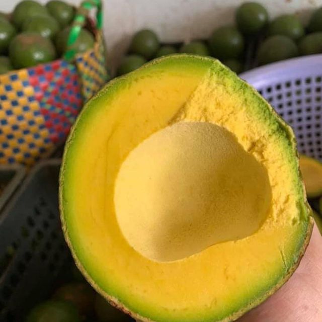Fresh Avocado Fruit from Vietnam, Guaranteed Young and Fresh (Ho Chi Minh Port) - Image 5