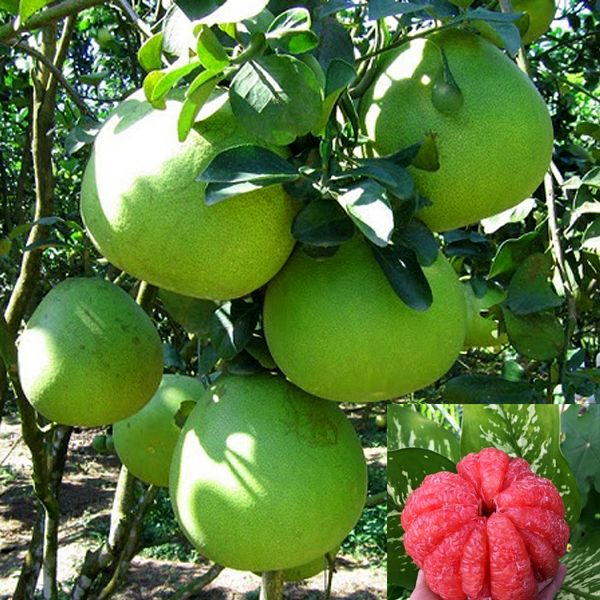 Vietnamese Grapefruit for large fruit, sweet aroma that no other pomelo can match, exported to EU, and many other markets - Image 5