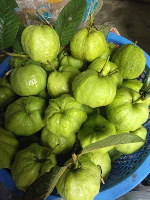 Fresh Guava (Green Skin) from Vietnam for the best price to export - VietGAP and GlobalGAP standards in agricultural production - Image 3