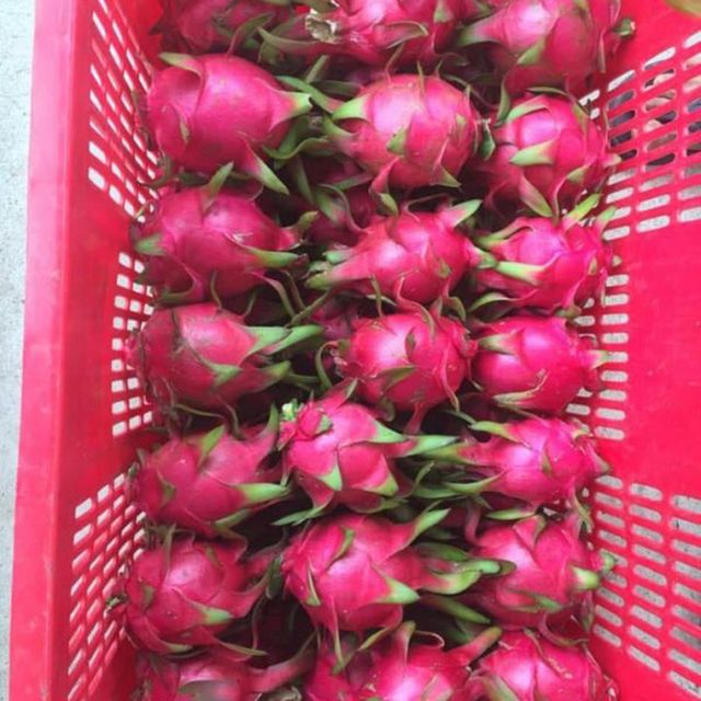 Red Dragon Fruit, Red Flesh / High quality for Export EU/US Market from VietNam (Ho Chi Minh Port) - Image 5