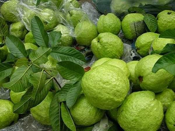 Fresh Guava (Green Skin) from Vietnam for the best price to export - VietGAP and GlobalGAP standards in agricultural production - Image 4