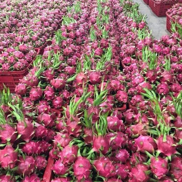 Red Dragon Fruit, Red Flesh / High quality for Export EU/US Market from VietNam (Ho Chi Minh Port) - Image 4