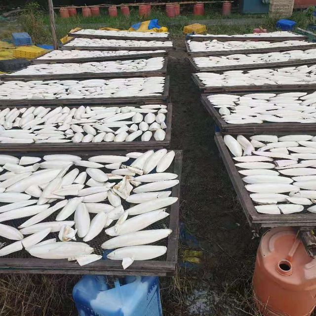 Best Dried Cuttlefish Bone Made In Vietnam High Quality Supplier 100% Natural Wholesale Seafood Dried Cuttlefish Bones - Image 3