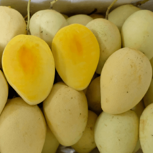 Famous CAT CHU Mango / Guaranteed Sweet and Fresh / Made for Exportation / Quick Response (Ho Chi Minh Port) - Image 1