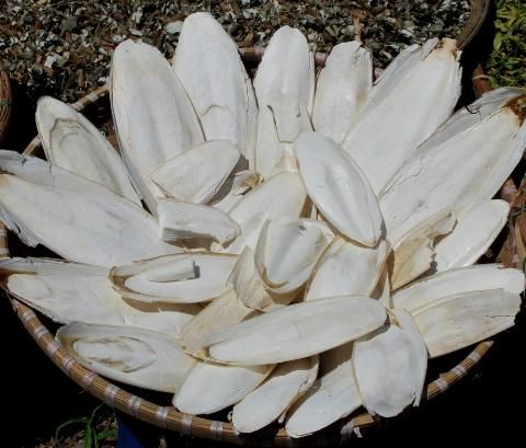 Best Dried Cuttlefish Bone Made In Vietnam High Quality Supplier 100% Natural Wholesale Seafood Dried Cuttlefish Bones - Image 4