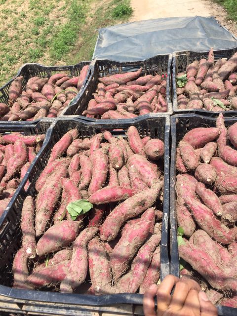Japanese Sweet Potato from Vietnam for export with high-quality - Best price - Japanese purple sweet potato ready to export - Image 5