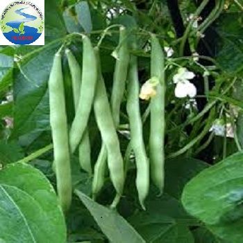 Cove Bean (Mekong Herbals) - Image 6