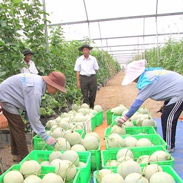 FRESH CANTALOUPE -- Vietnam Vegetable with High Quality and Best Competitive Price Cantaloupe Wholesale - Image 3