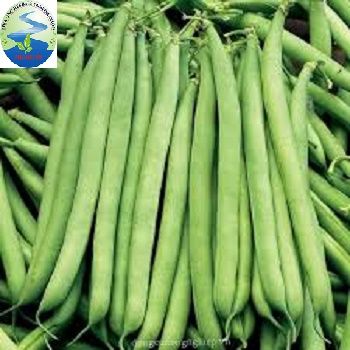 Cove Bean (Mekong Herbals) - Image 4