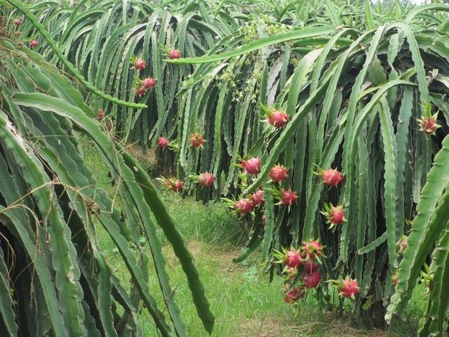 White/Red Flesh Vietnam Dragon Fruit - Image 5