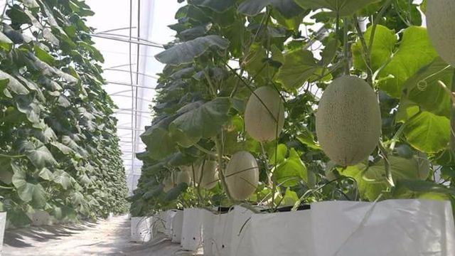 FRESH CANTALOUPE -- Vietnam Vegetable with High Quality and Best Competitive Price Cantaloupe Wholesale - Image 5