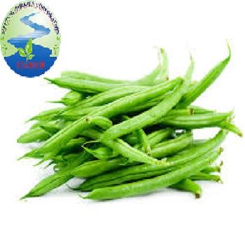 Cove Bean (Mekong Herbals) - Image 3