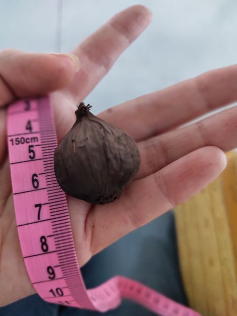 Vietnam Black Dried Garlic for US, EU, ASIA Market Standard company with high quality - Image 3