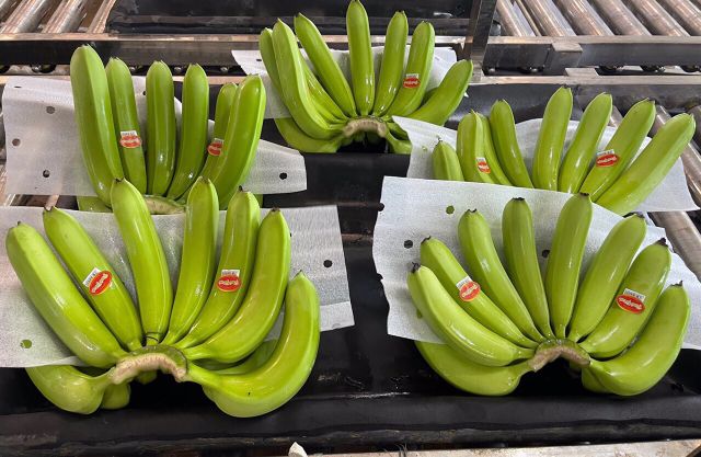 Fresh Cavendish Banana/ Musa Banana Fruit Export wholesale High Quality (Certification: GAP, HACCP...) - 100% Organic – product photo 4, product detail gallery
