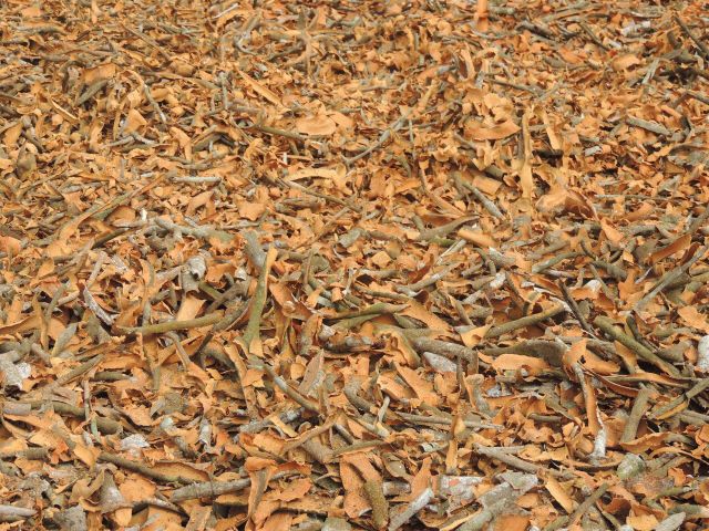 Broken Cinnamon Broken Cassia Single Herbs & Spices Sweet Spicy Powder Dried Raw Natural Brown,natural Brown Allspice FD - Image 2
