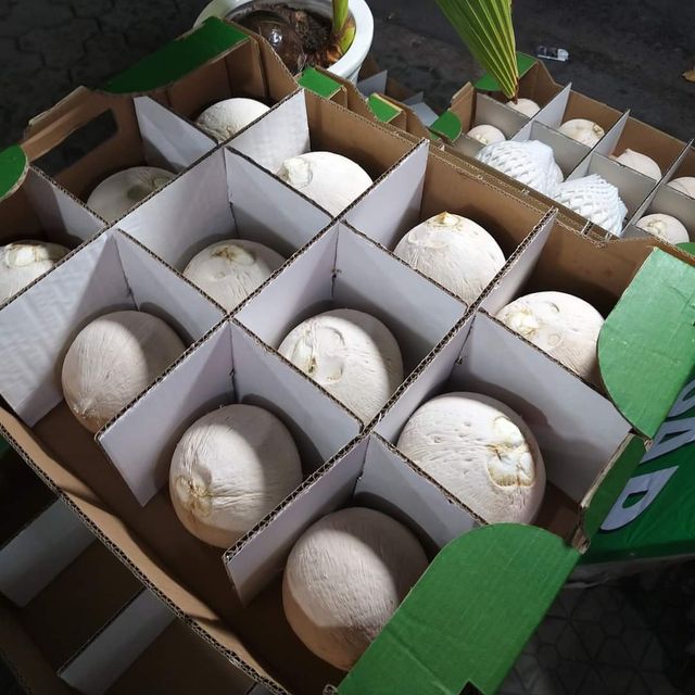 Fresh Coconut From Vietnam for Exports, Imports with high quality – product photo 5, product detail gallery