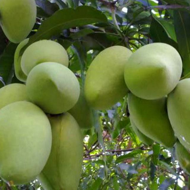 Fresh KAEW Mango from Vietnam's Farm / Guaranteed Sweet and Fresh / Made for Exportation / Quick Response - Image 3