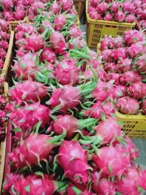 Fresh Red Dragonfruit from Vietnam for the best price to export - VietGAP and GlobalGAP standards in agricultural production - Image 5