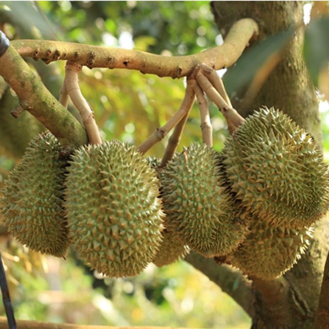 Fresh Durian with high quality and good price from Vietnam (Ho Chi Minh port) - Image 5