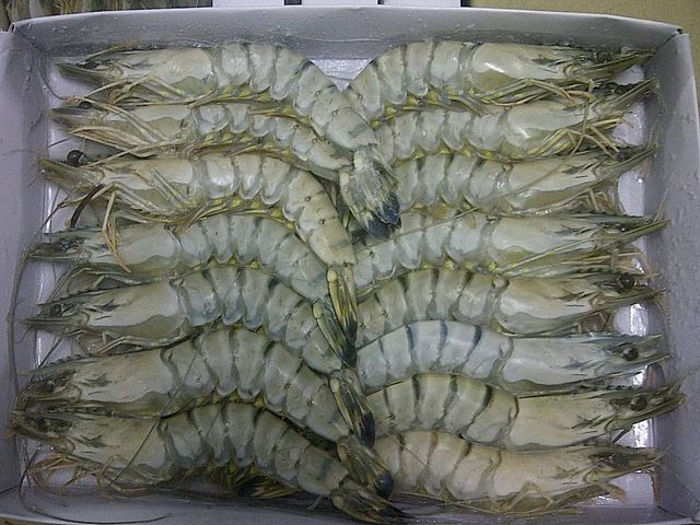Wholesale Frozen HOSO Black Tiger Shrimp iqf block packing 1.3 kg/tray EU standard - fresh udang tiger prawn head on shell on - Image 5