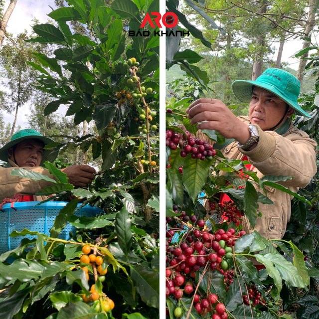 Green coffee beans premium quality Robusta S16 of capital coffee in Buon Ma Thuot Vietnam, processing honey - Image 3