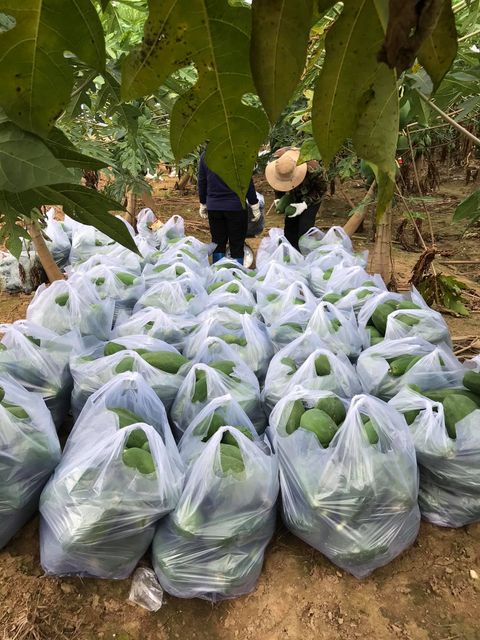 Fresh Papaya Fruit from Vietnam Low price for export 100% High Quality Fruit - Image 3