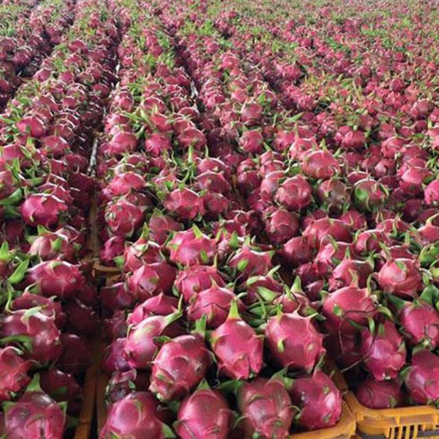 Dragon Fruit with White Flesh guaranteed New and Fresh / Export quality from VietNam - Image 5