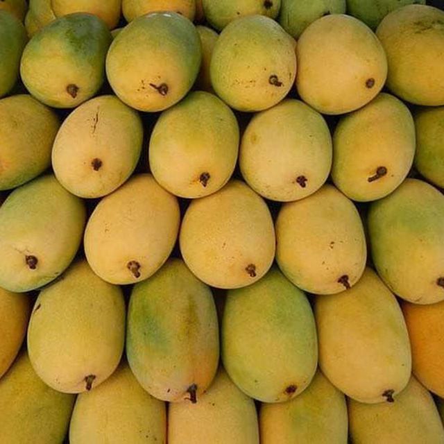 Famous CAT CHU Mango / Guaranteed Sweet and Fresh / Made for Exportation / Quick Response (Ho Chi Minh Port) - Image 2