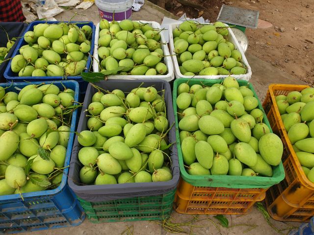 Fresh Green Mango Fruit - 100% Organic High Quality (Certification: GAP, HACCP...) from VIETNAM - Image 4