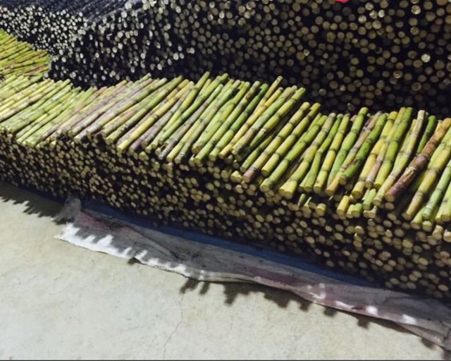 IQF - Frozen Sugarcane Stick - Factory Direct Sales - Frozen Fruits and Vegetables in bulk - Image 2