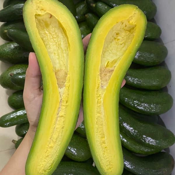 Fresh Booth Avocados, 034 Avocado from Vietnam - Best Price - High quality - Exported to the US, EU and other markets - Image 4