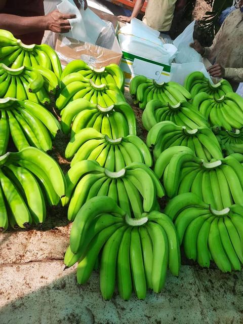 Vietnamese Cavendish Bananaare rich in nutrients for the body and are exported to the EU, ASIA markets and many other countries. - Image 4