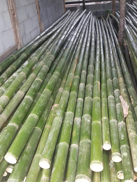 Garden Dried Bamboo Cane Bamboo Stick Bamboo Pole for Plantin/Bamboo Canes/ Bamboo Pole 99GD - Image 4